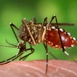 Aedes aegypti chupando sangre